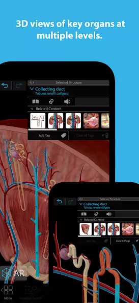 Human Anatomy Atlas 2025 preview image 2